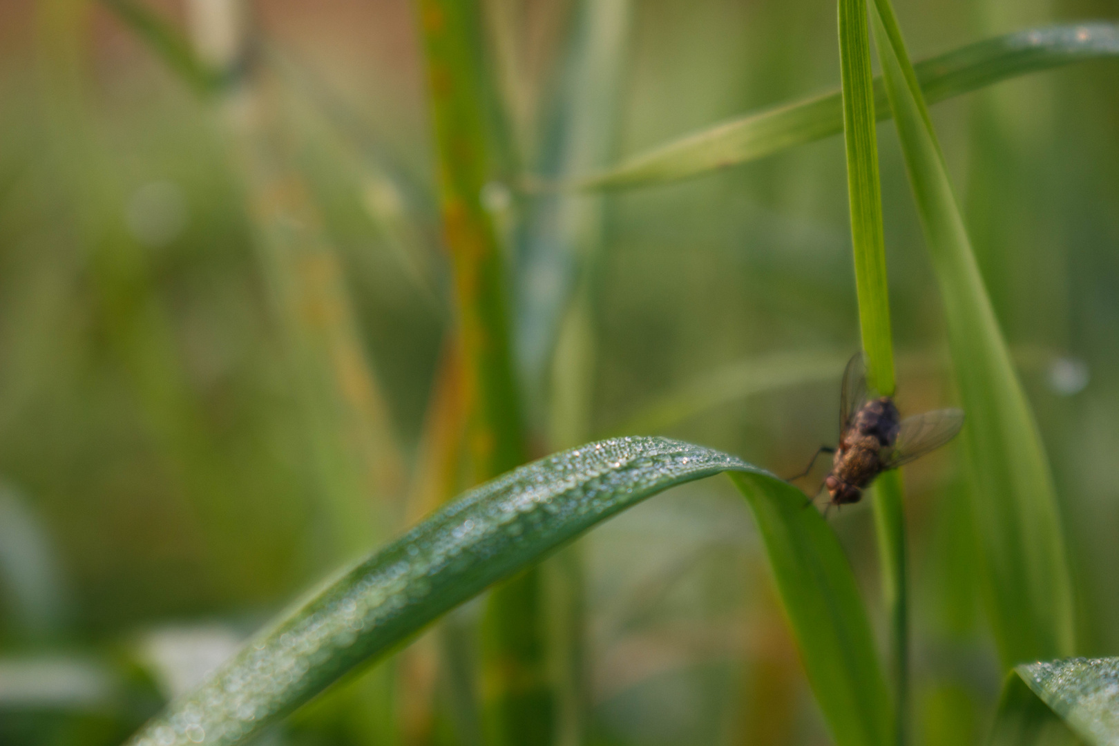 Tautropfen vor tierischem Hintergrund