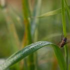 Tautropfen vor tierischem Hintergrund