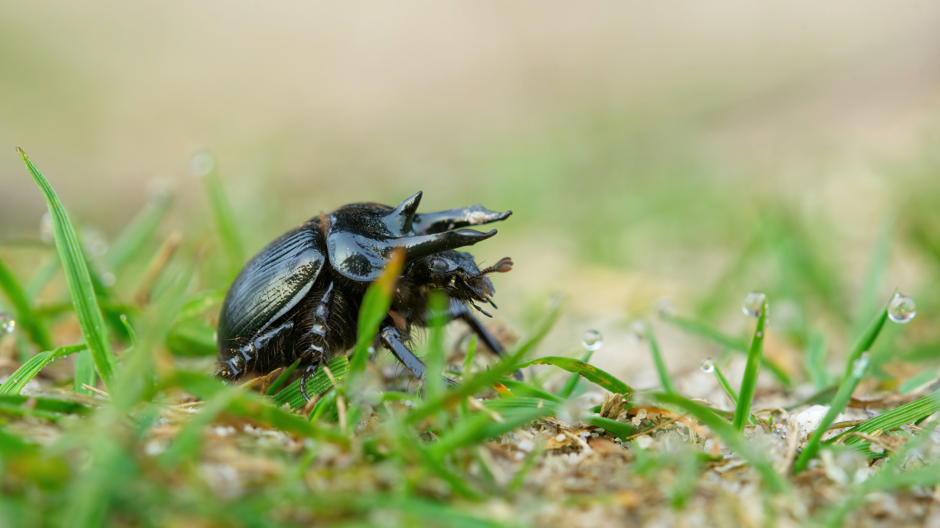 Tautropfen weisen ihm den Weg