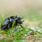 Tautropfen weisen ihm den Weg