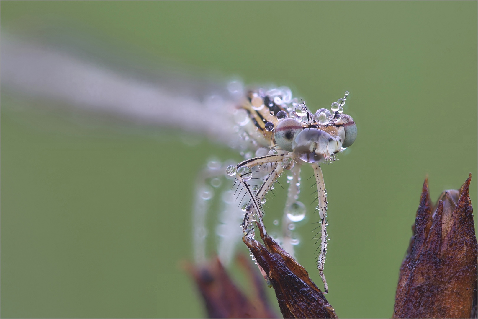 Tautropfenlibellchen