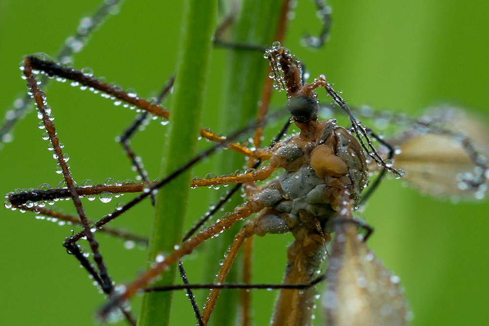 Tautropfensammler