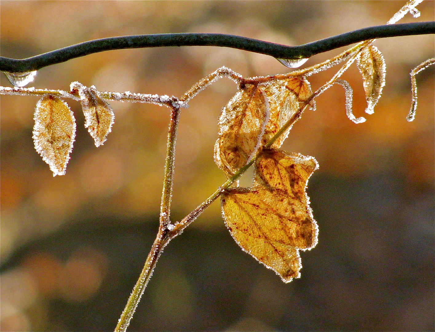 ... Tauwetter !!!...