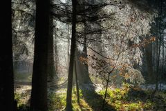 Tauwetter im Märchenwald