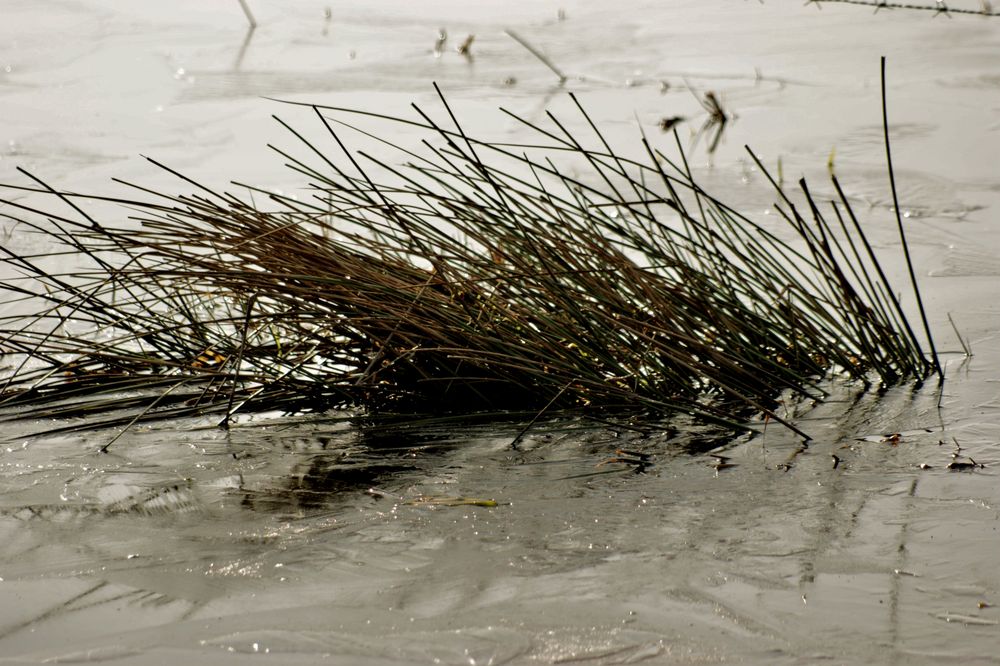 Tauwetter im Moor