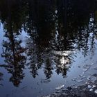 Tauwetter im Schwarzwald