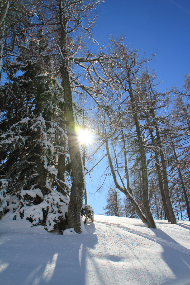 Tauwetter im Wald