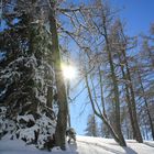 Tauwetter im Wald