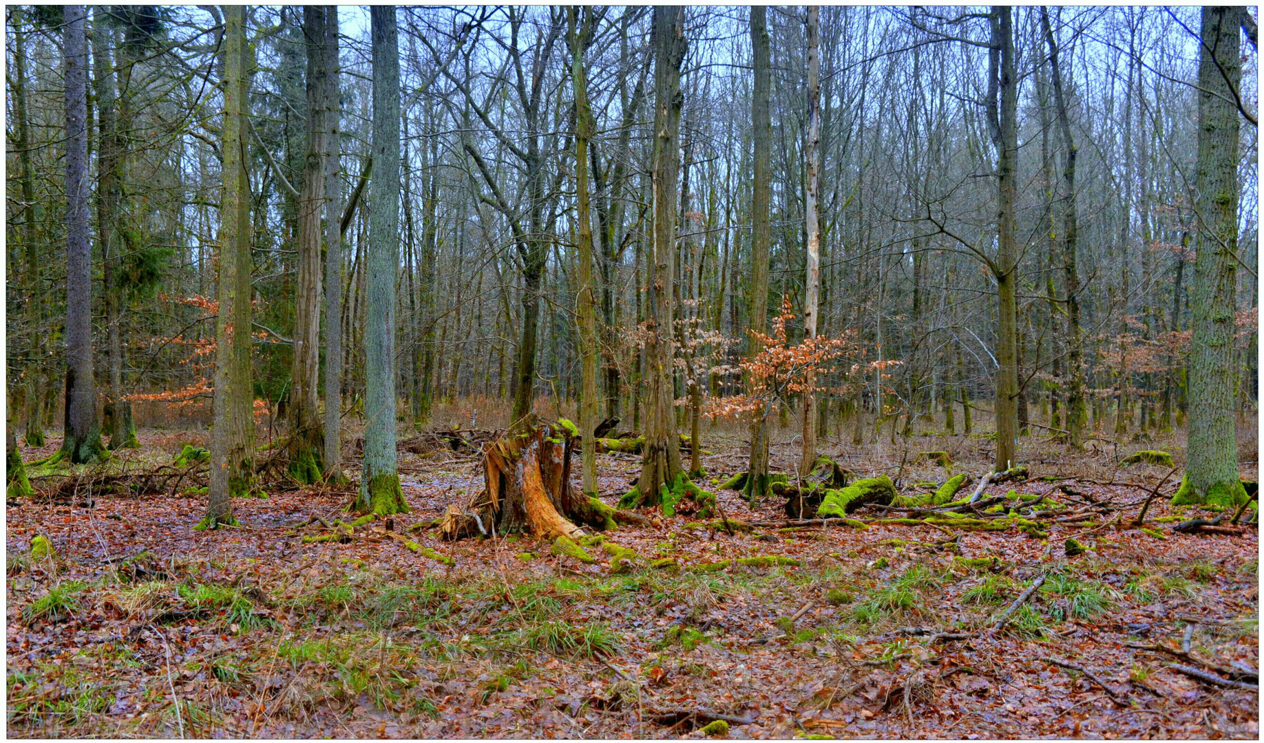 Tauwetter im Wald I (deshielo en el bosque I)