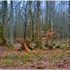 Tauwetter im Wald I (deshielo en el bosque I)