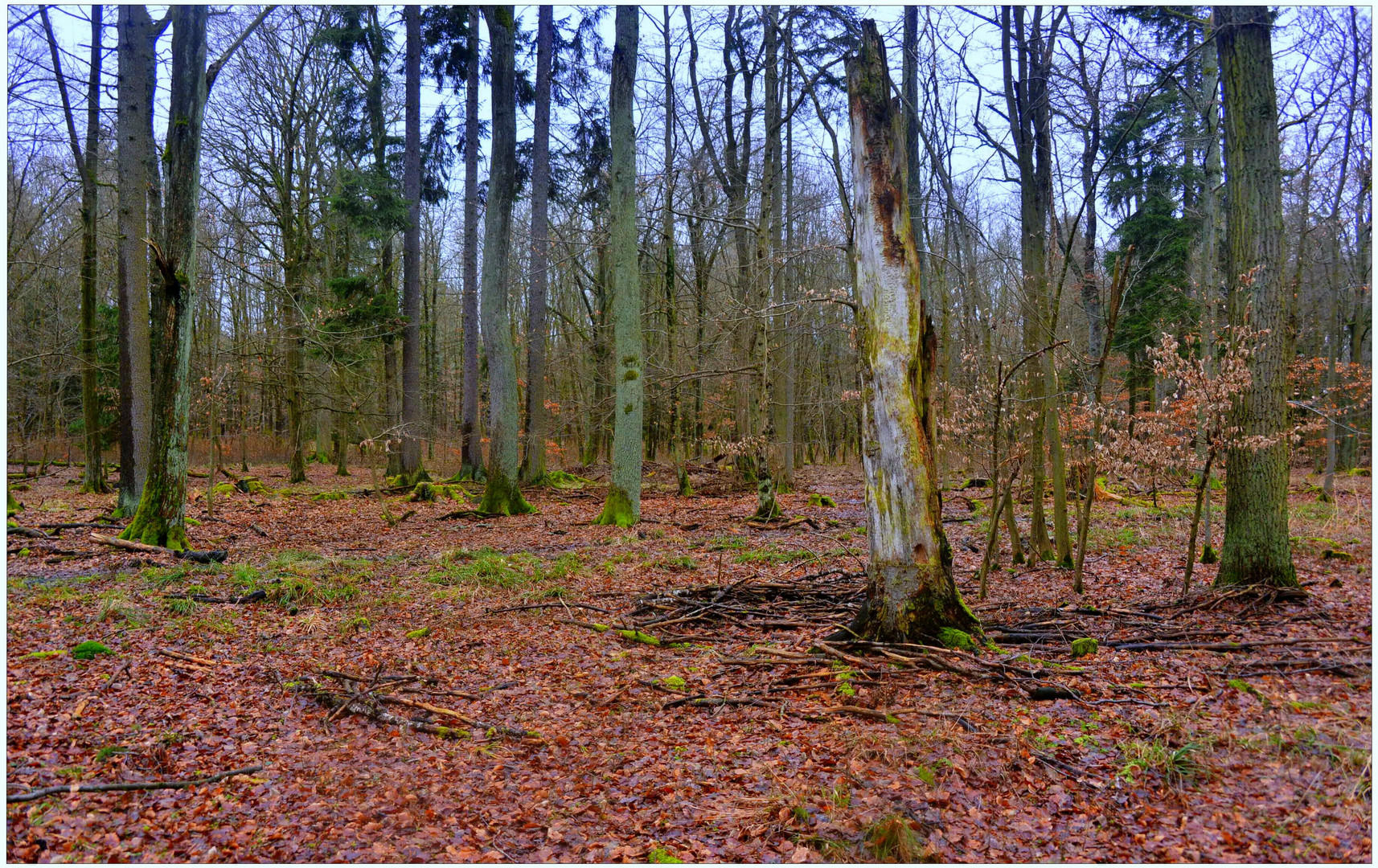 Tauwetter im Wald II (deshielo en el bosque II)