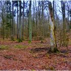 Tauwetter im Wald II (deshielo en el bosque II)