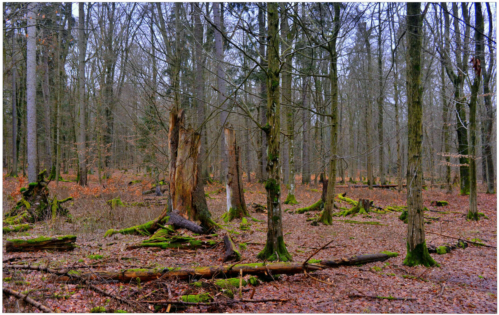 Tauwetter im Wald III (deshielo en el bosque III)