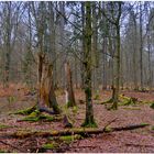 Tauwetter im Wald III (deshielo en el bosque III)