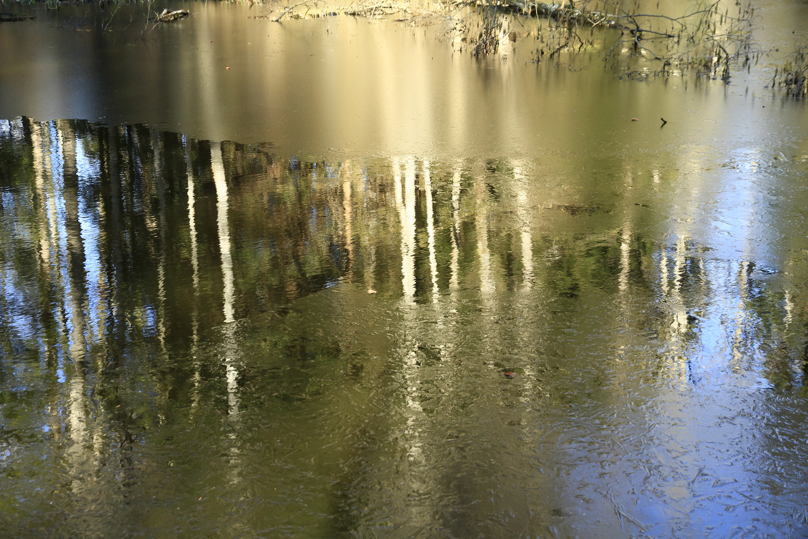 Tauwetter im Waldweiher