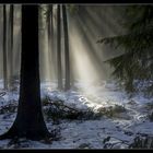 Tauwetter, Nebelwald - Thaw in the forest, foggy mood