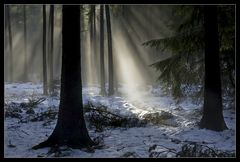 Tauwetter, Nebelwald - Thaw in the forest, foggy mood