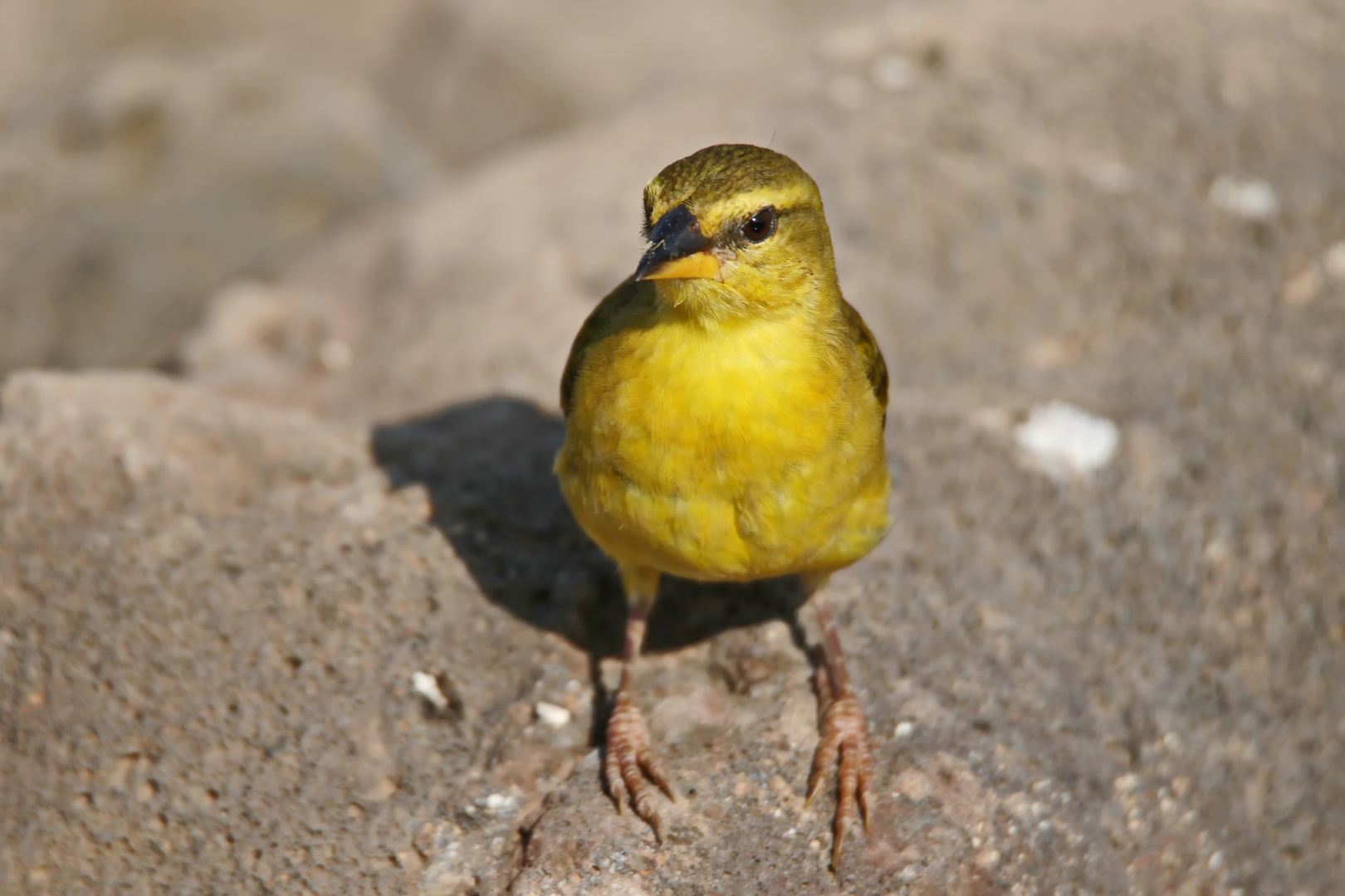 Taveta weaver,Weibchen