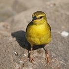 Taveta weaver,Weibchen