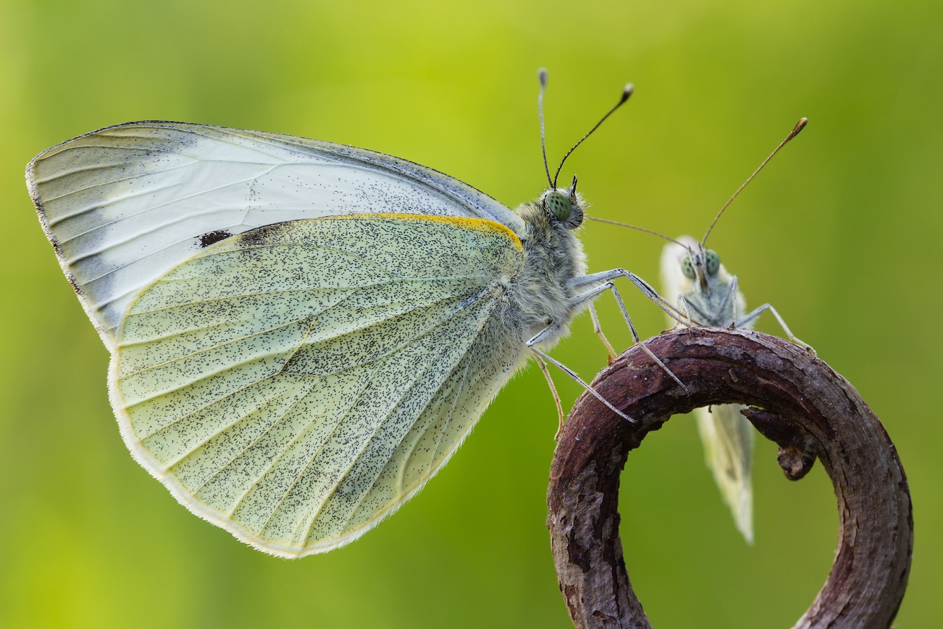 Tavola rotonda