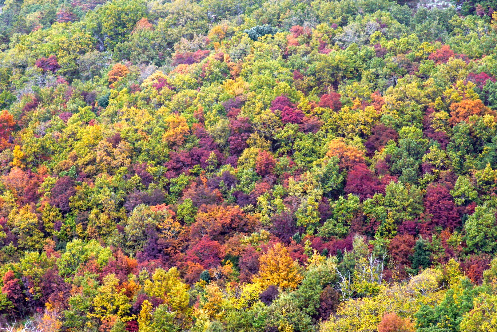 Tavolozza d'autunno lungo la via Francigena