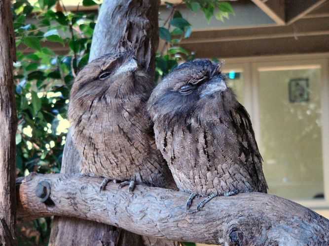 Tawney Frogmouth