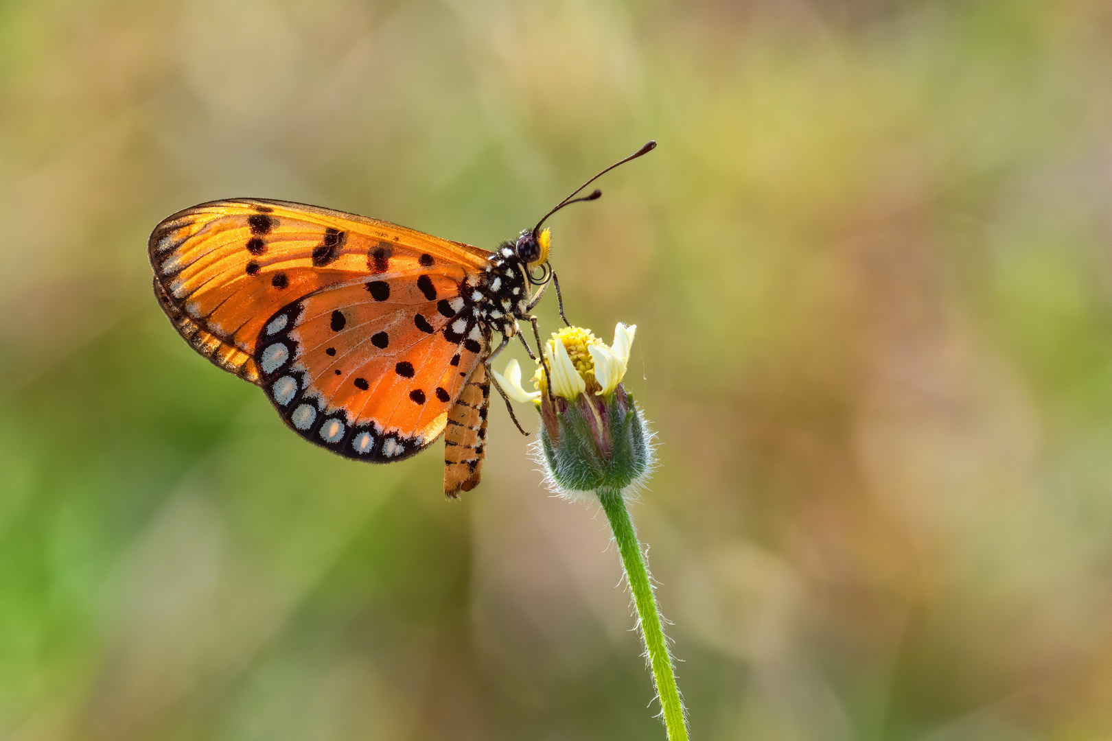 Tawny Coster