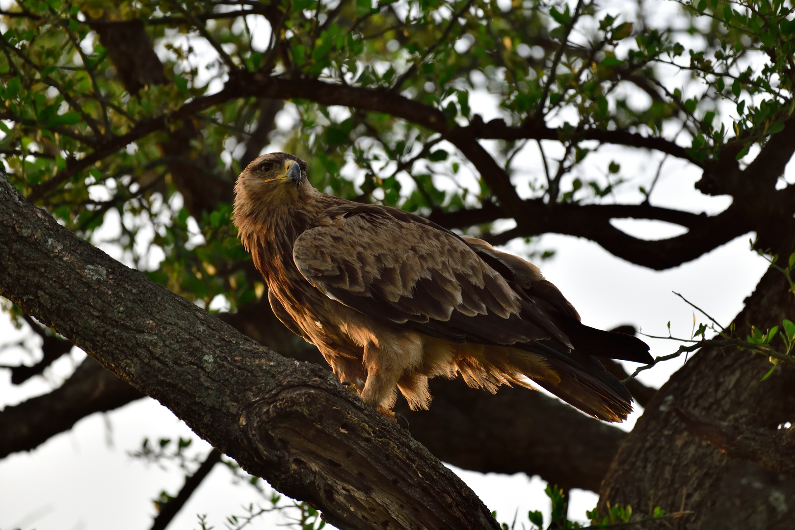 Tawny eagle