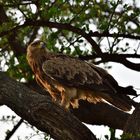 Tawny eagle