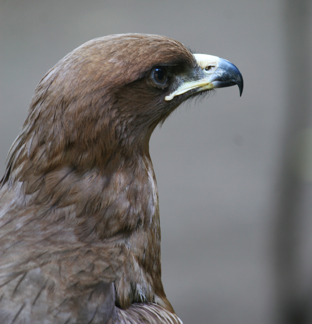 TAWNY EAGLE .