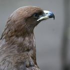 TAWNY EAGLE .