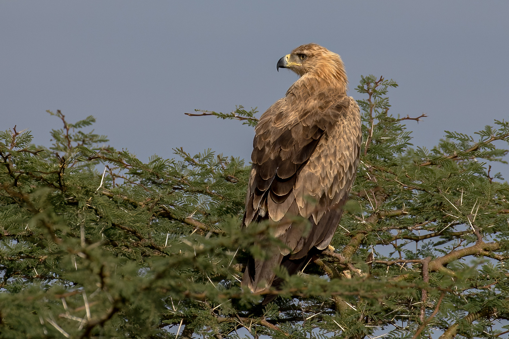 Tawny Eagle