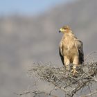 Tawny Eagle