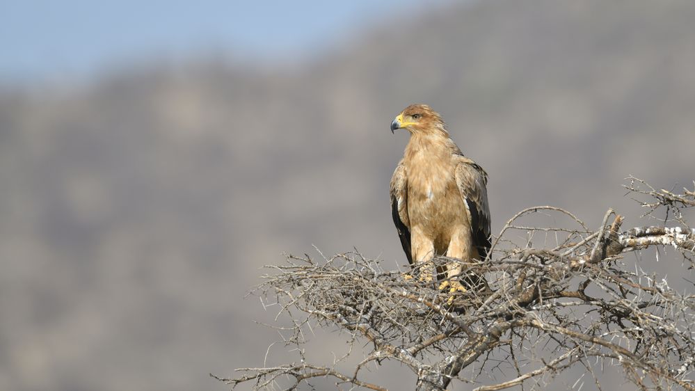 Tawny Eagle