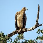 Tawny eagle