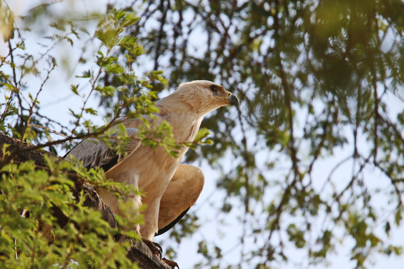 Tawny-Eagle