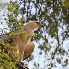 Tawny-Eagle