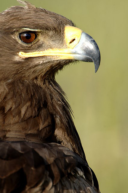 Tawny Eagle