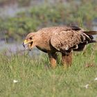 Tawny Eagle