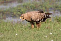 Tawny Eagle