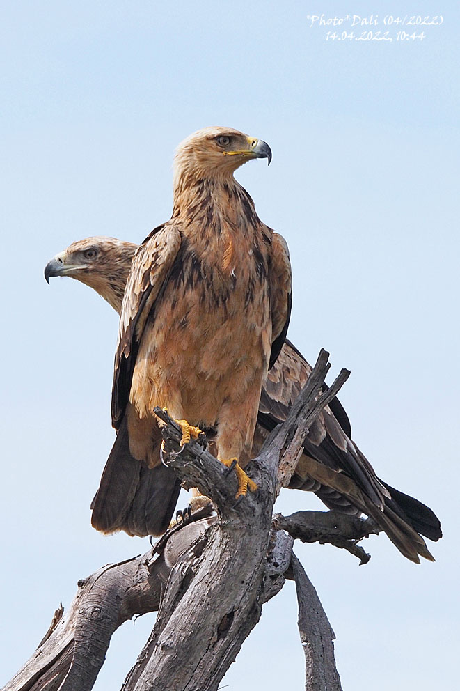 Tawny Eagle | Aquila rapax