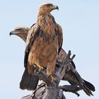 Tawny Eagle | Aquila rapax