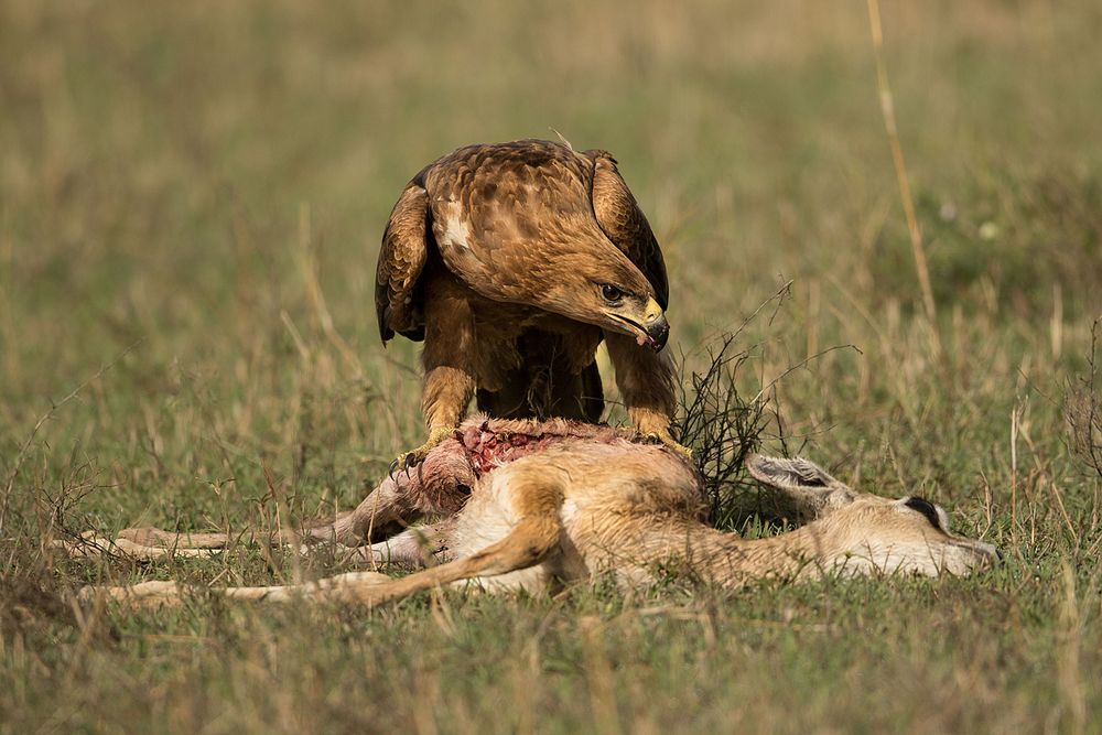 Tawny Eagle