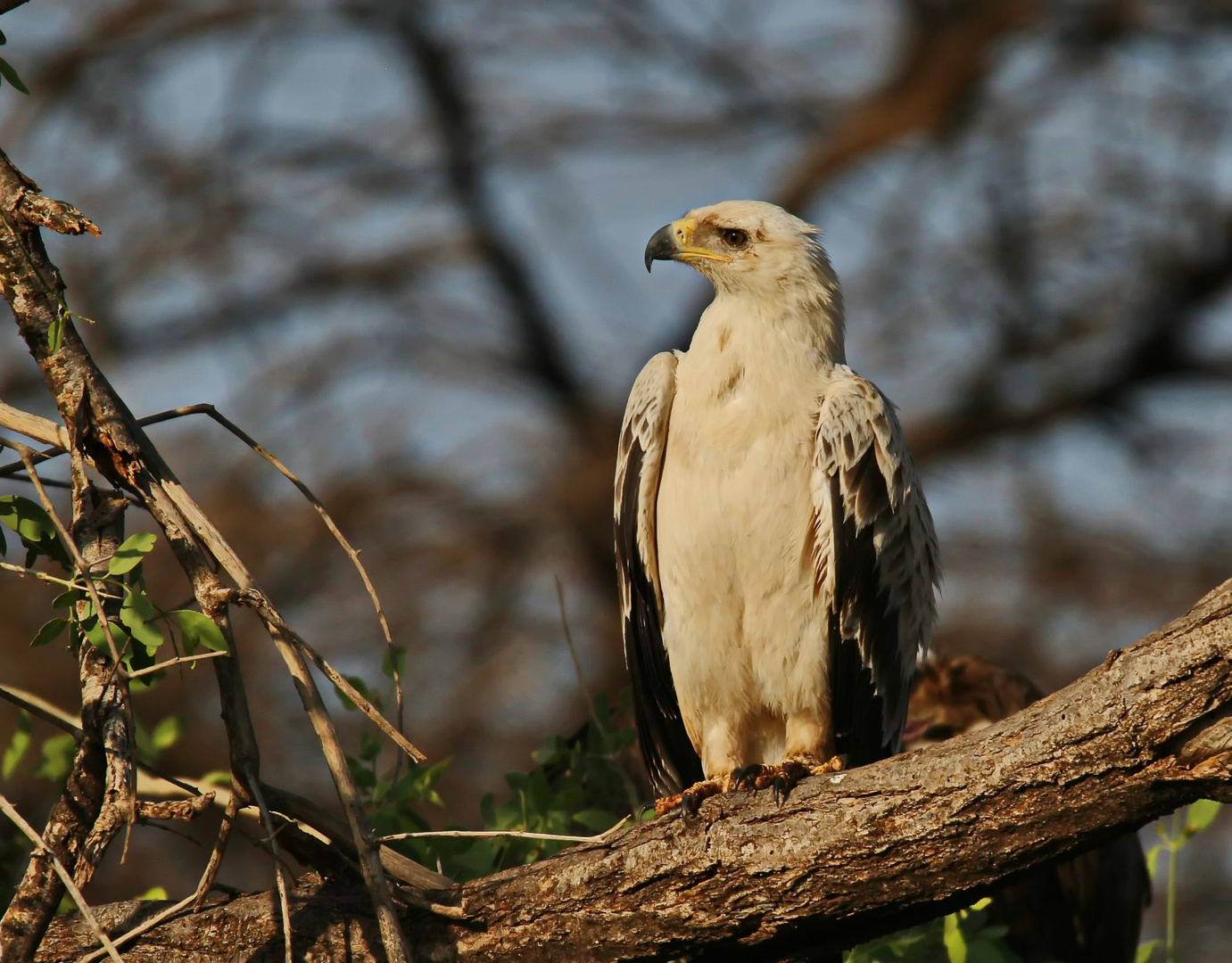 Tawny Eagle