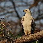 Tawny Eagle