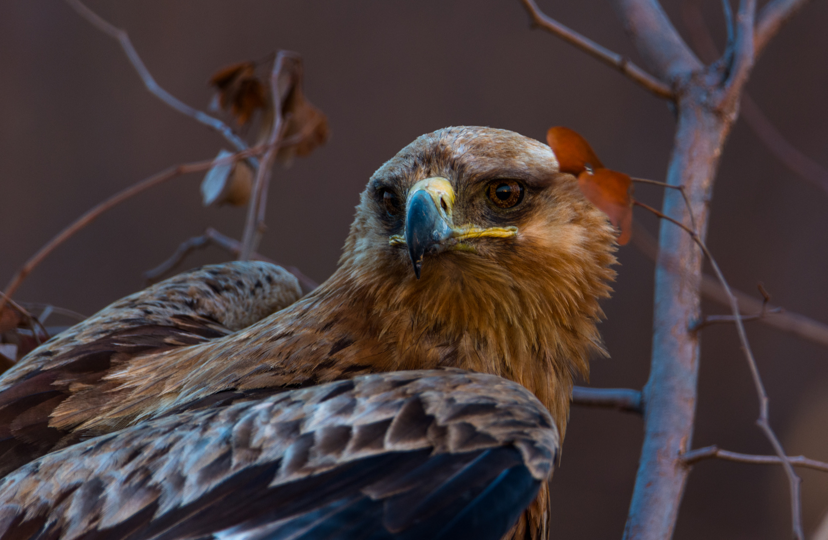 Tawny Eagle, der Savannenadler