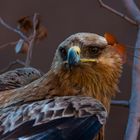 Tawny Eagle, der Savannenadler