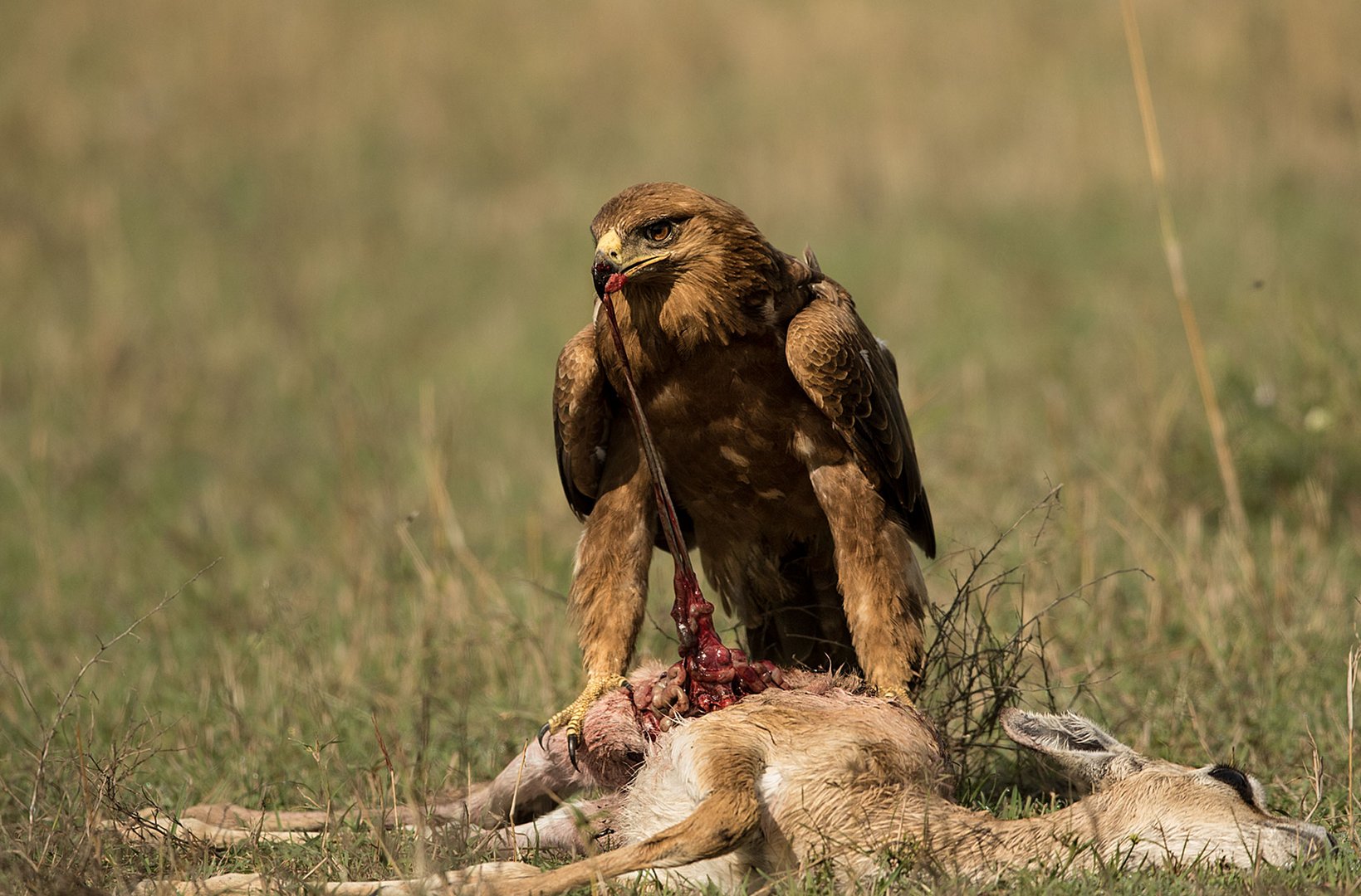 Tawny Eagle