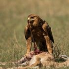 Tawny Eagle