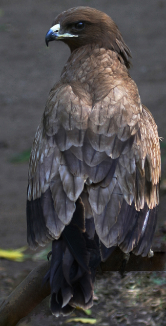 TAWNY EAGLE